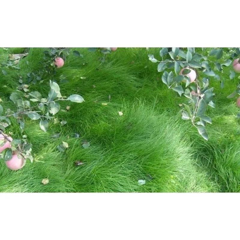 鼠茅草种子果园绿肥鼠茅草草种鼠尾茅草种子鼠毛草种籽草坪草