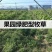 鼠茅草种子果园绿肥鼠茅草草种鼠尾茅草种子鼠毛草种籽草坪草