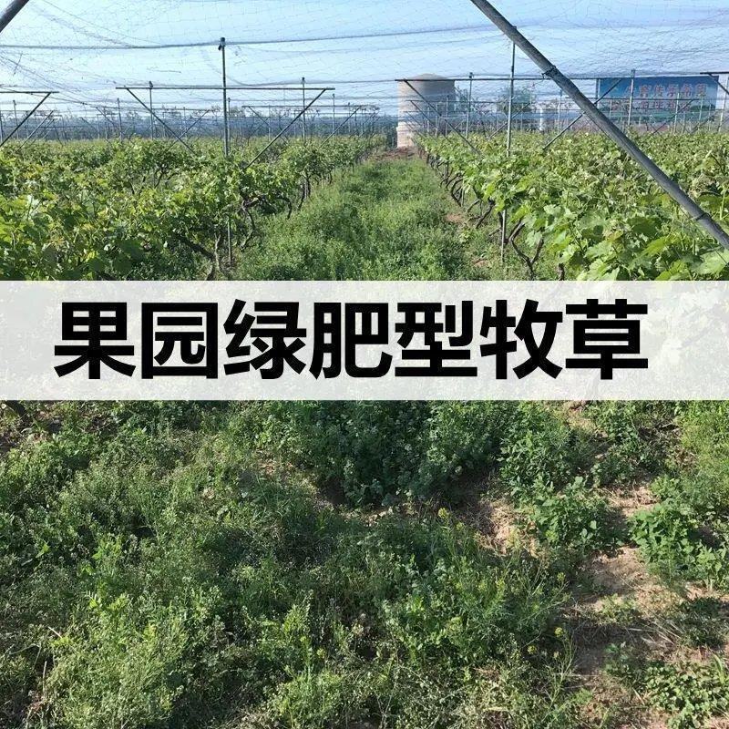 鼠茅草种子果园绿肥鼠茅草草种鼠尾茅草种子鼠毛草种籽草坪草