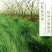 鼠茅草种子果园绿肥鼠茅草草种鼠尾茅草种子鼠毛草种籽草坪草