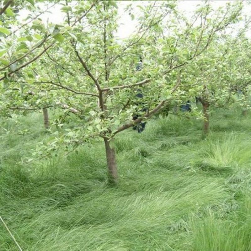 鼠茅草种子果园绿肥鼠茅草草种鼠尾茅草种子鼠毛草种籽草坪草