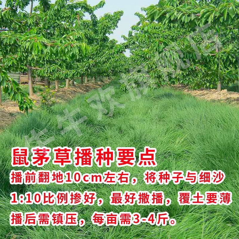 鼠茅草种子果园绿肥鼠茅草草种鼠尾茅草种子鼠毛草种籽草坪草