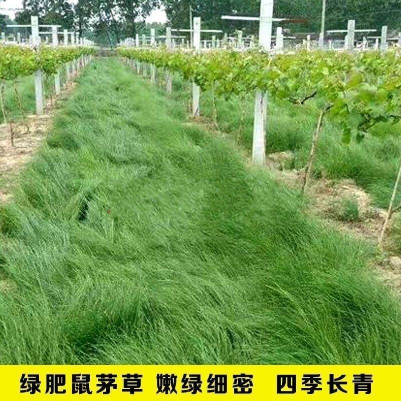 鼠茅草种子果园绿肥鼠茅草草种鼠尾茅草种子鼠毛草种籽草坪草