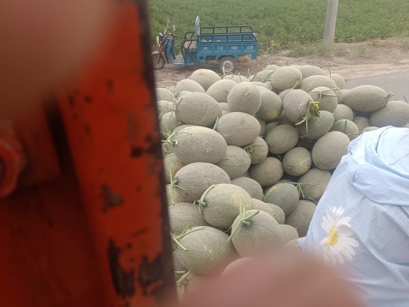 甘肃瓜州敦煌。原产蜜瓜基地。价格有优势，质量有保证。