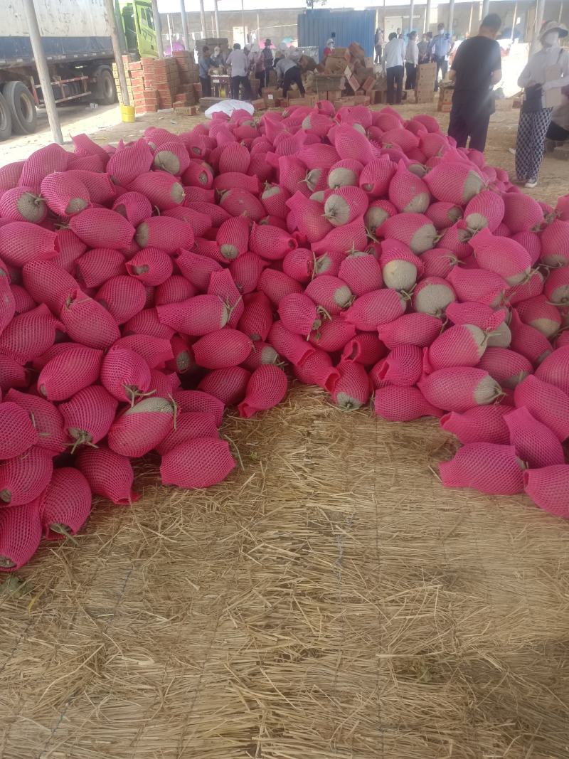 甘肃瓜州敦煌。原产蜜瓜基地。价格有优势，质量有保证。