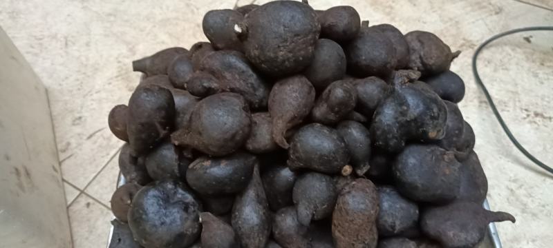 乌灵参鲜货，（鸡枞胆）鲜货，
