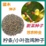 柠条种子锦鸡儿白柠条种子沙地荒漠西北黄花植物防沙宁夏固沙