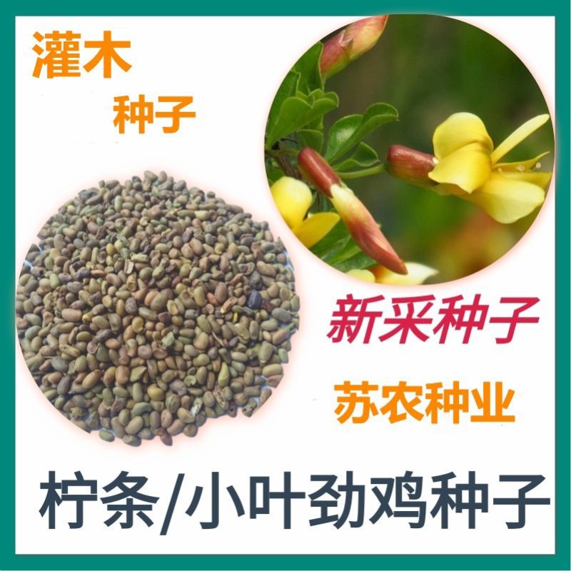 柠条种子锦鸡儿白柠条种子沙地荒漠西北黄花植物防沙宁夏固沙