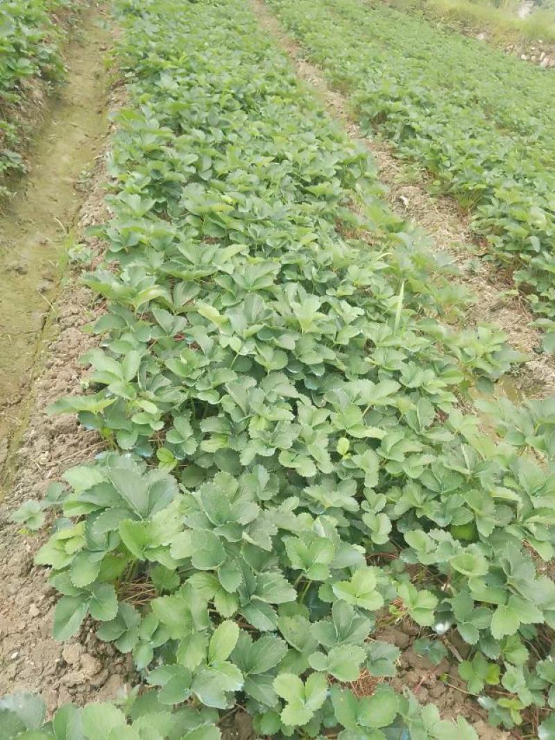 草莓苗，大叶红颜，自有基地育苗，质量保证规格齐全，来电～