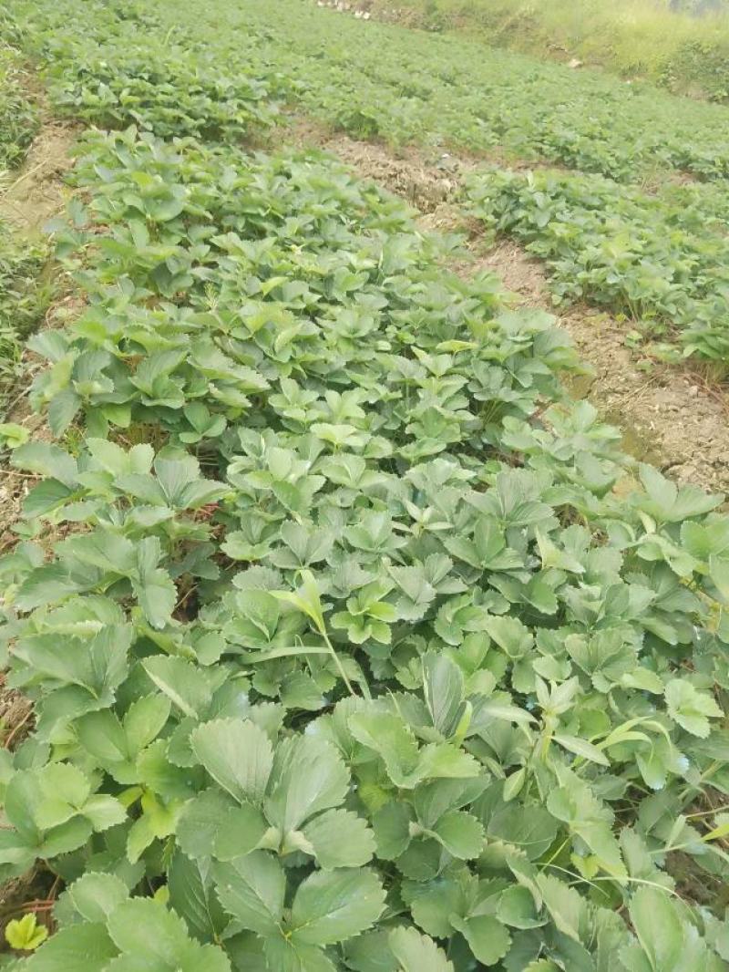 草莓苗，大叶红颜，自有基地育苗，质量保证规格齐全，来电～