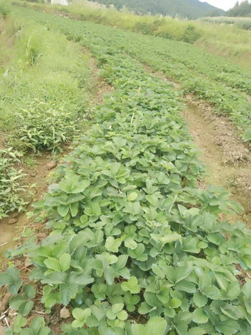 草莓苗，大叶红颜，自有基地育苗，质量保证规格齐全，来电～