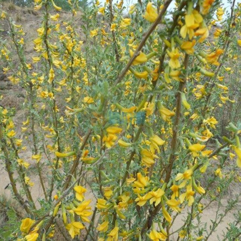 柠条种子锦鸡儿白柠条种子沙地荒漠西北黄花植物防沙宁夏固沙