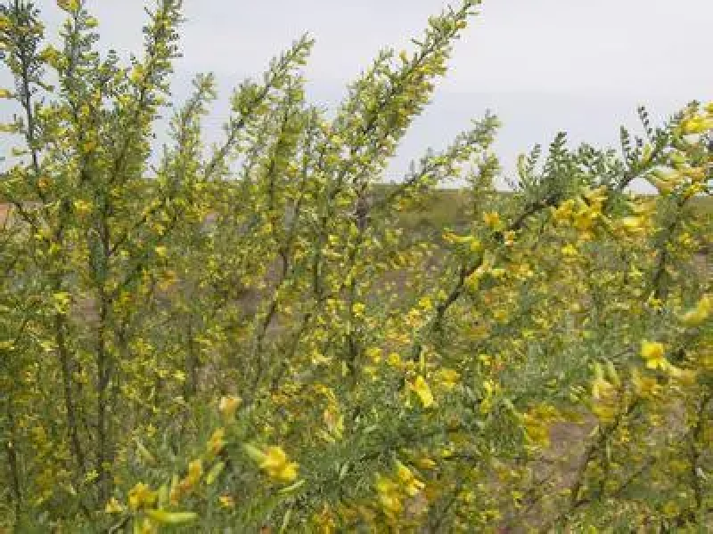柠条种子锦鸡儿白柠条种子沙地荒漠西北黄花植物防沙宁夏固沙