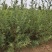 柠条种子锦鸡儿白柠条种子沙地荒漠西北黄花植物防沙宁夏固沙