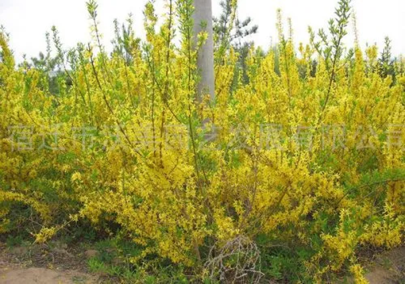 柠条种子锦鸡儿白柠条种子沙地荒漠西北黄花植物防沙宁夏固沙