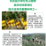 柠条种子锦鸡儿白柠条种子沙地荒漠西北黄花植物防沙宁夏固沙