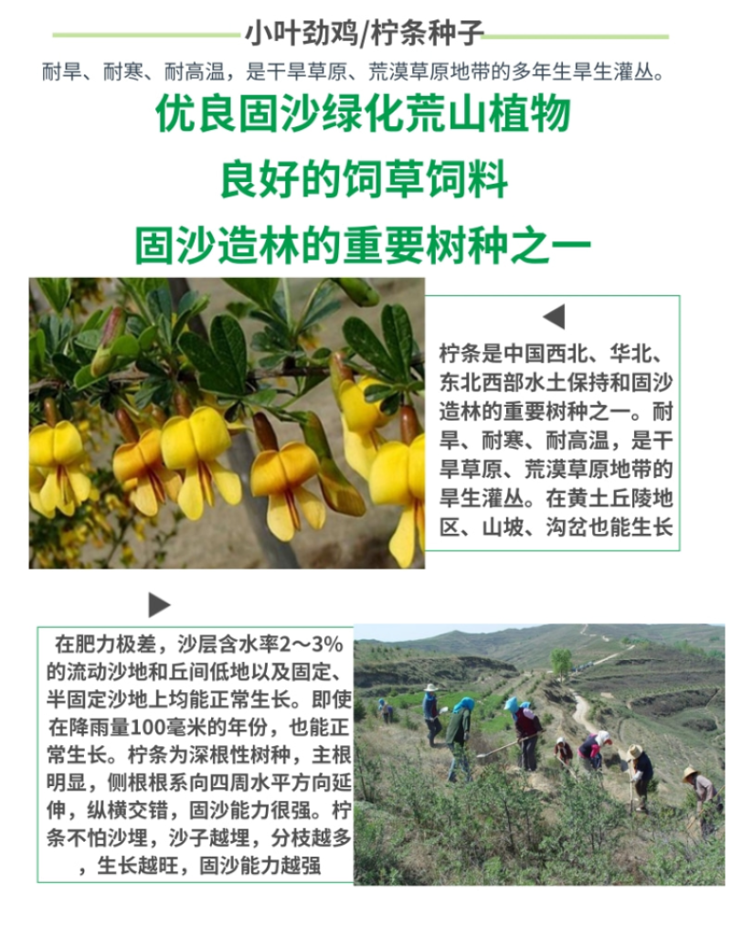 柠条种子锦鸡儿白柠条种子沙地荒漠西北黄花植物防沙宁夏固沙