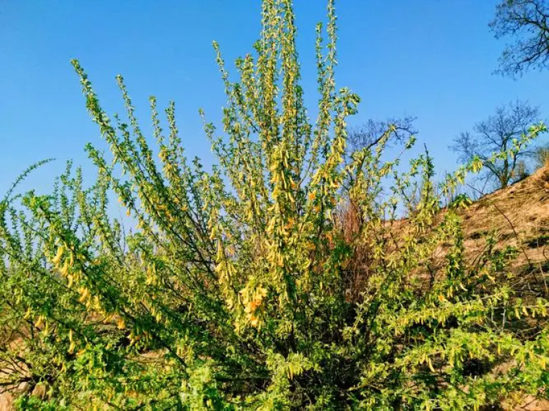 柠条种子锦鸡儿白柠条种子沙地荒漠西北黄花植物防沙宁夏固沙