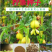 柠条种子锦鸡儿白柠条种子沙地荒漠西北黄花植物防沙宁夏固沙