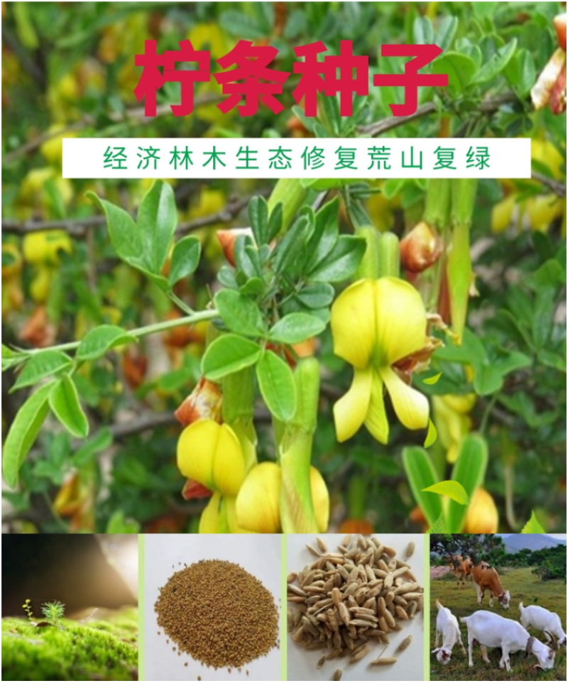 柠条种子锦鸡儿白柠条种子沙地荒漠西北黄花植物防沙宁夏固沙