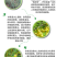 柠条种子锦鸡儿白柠条种子沙地荒漠西北黄花植物防沙宁夏固沙