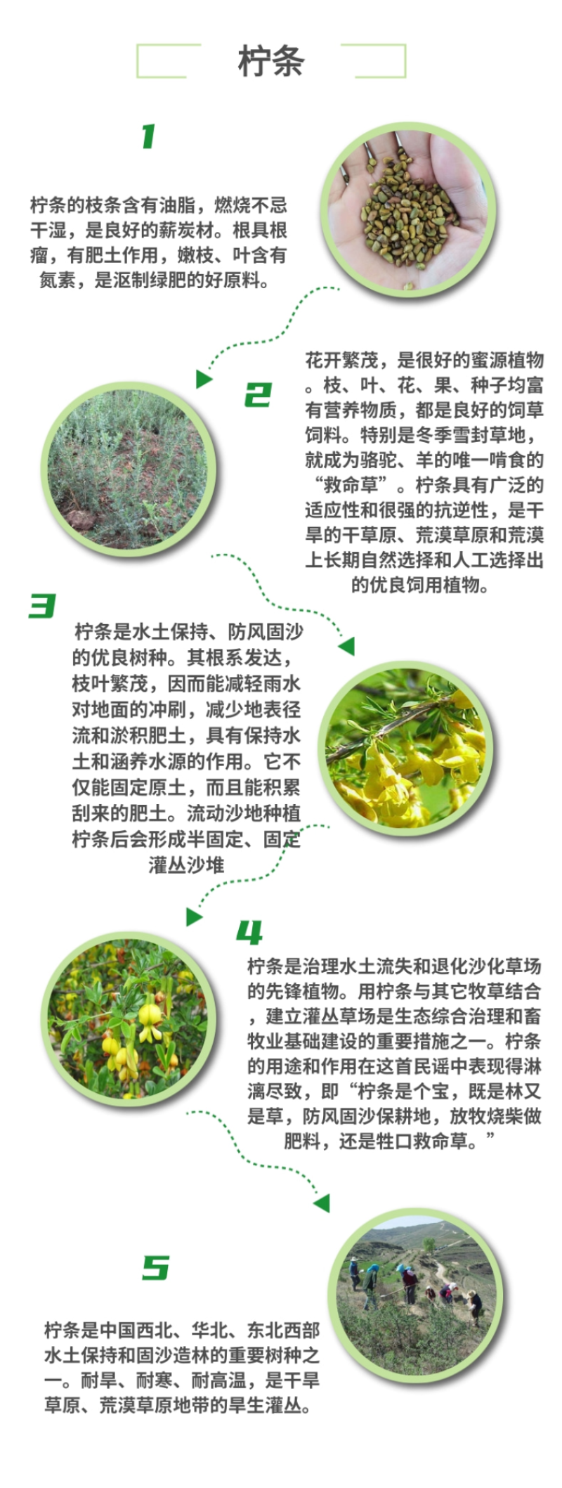 柠条种子锦鸡儿白柠条种子沙地荒漠西北黄花植物防沙宁夏固沙