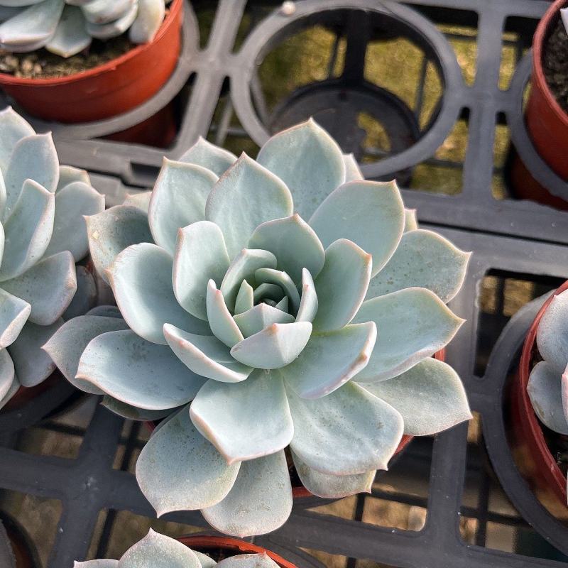 佛座莲多肉植物盆栽净化空气防辐射办公室阳台趣味好养