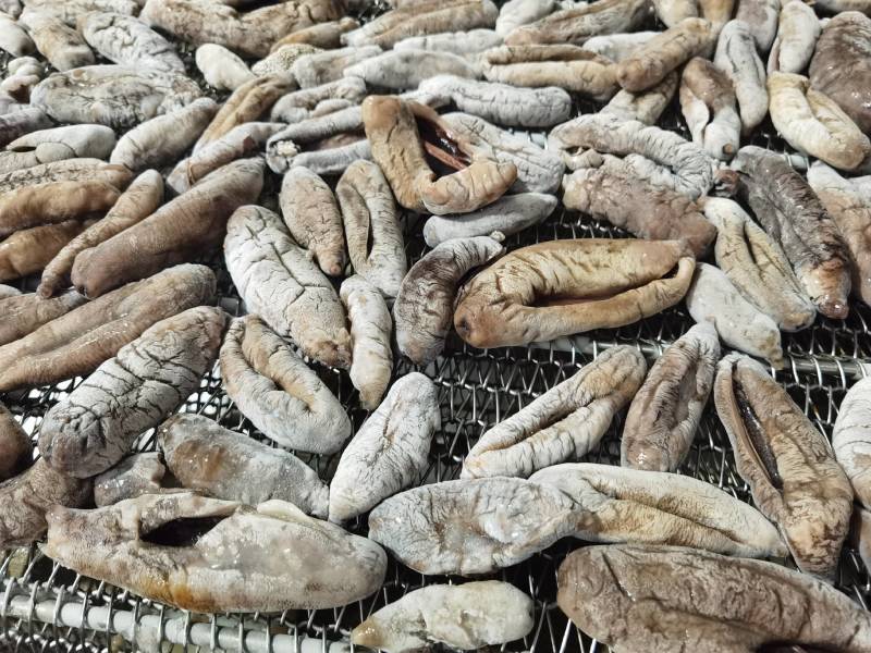 参海大乌参支持贴牌定做各种规格手续齐全质量保证