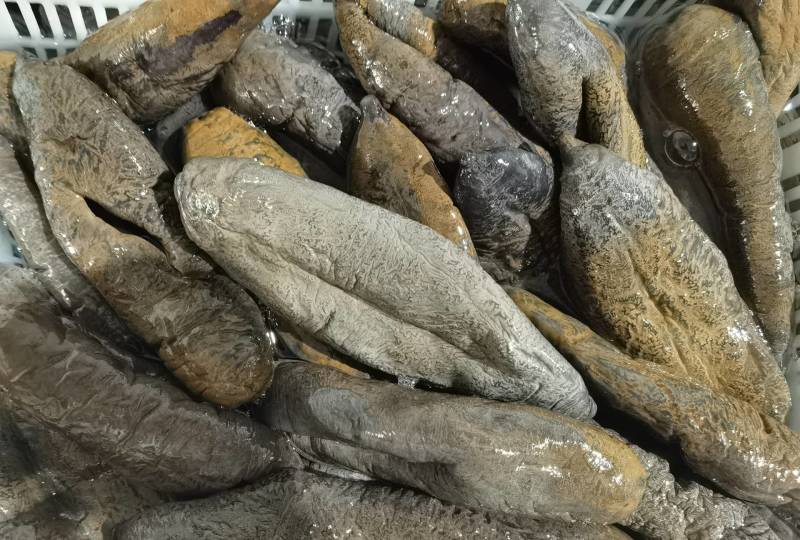 参海大乌参支持贴牌定做各种规格手续齐全质量保证