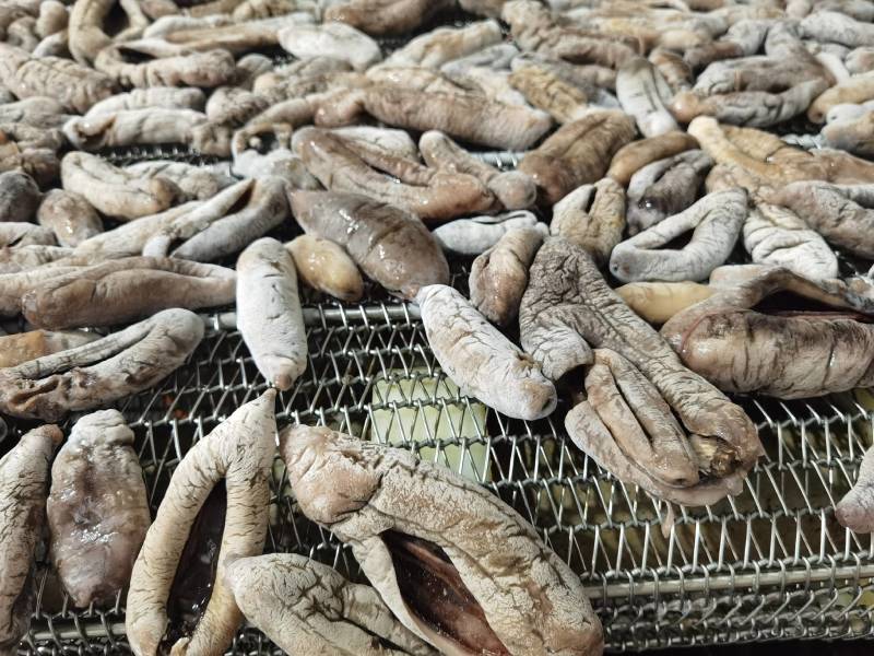 参海大乌参支持贴牌定做各种规格手续齐全质量保证