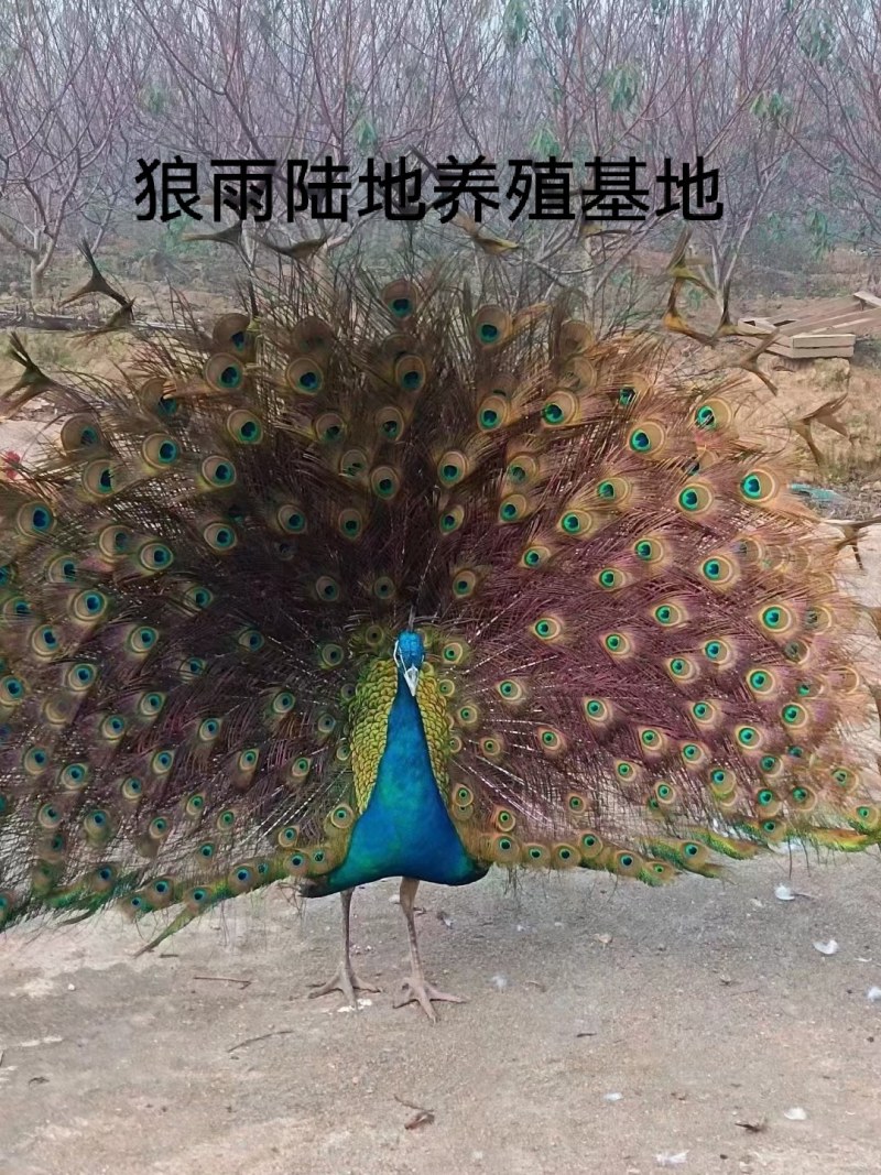 鸵鸟蛋
