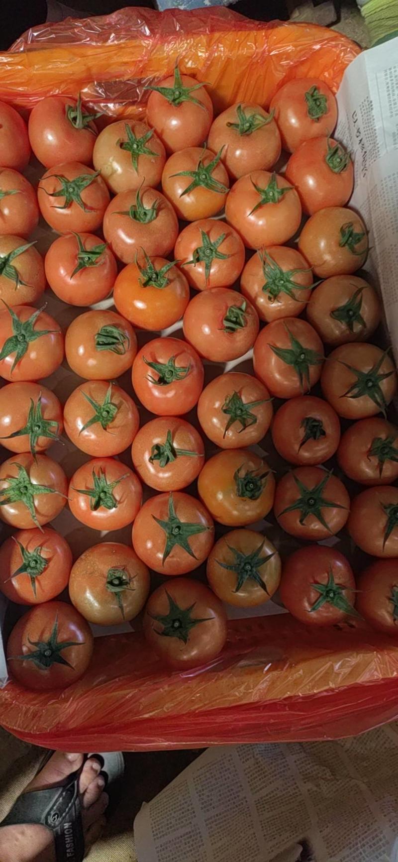 小果大红西红柿大量上市，货源充足，等候新老客户到来