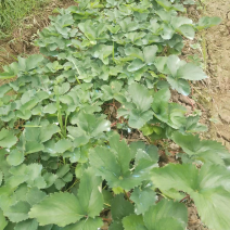 草莓苗，大叶青旗红颜苗，红玉苗，粉玉2号