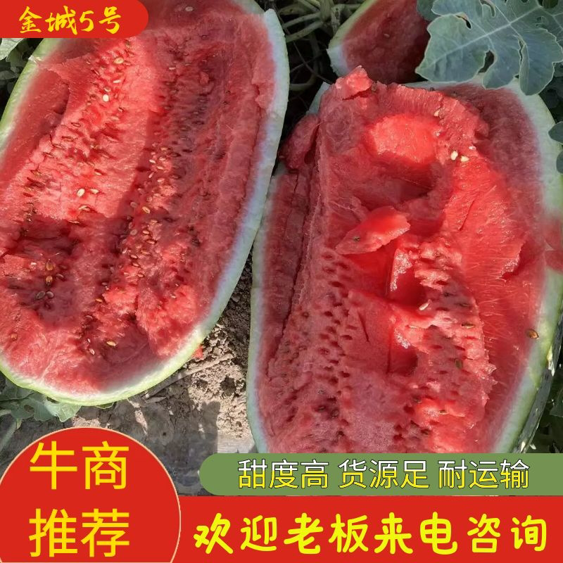 万亩基地宁夏金城5号西瓜量大从优品质保证欢迎来电