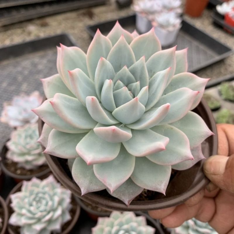厚叶蓝鸟多肉植物花卉盆栽批发室内绿植肉肉植物四季易活