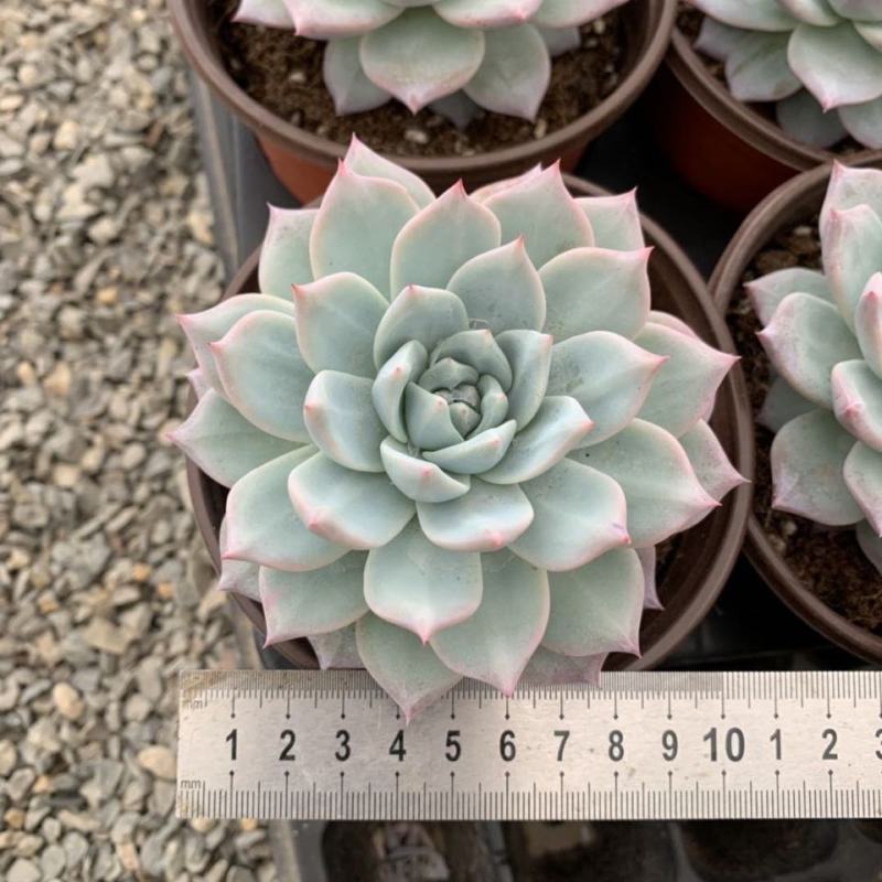 厚叶蓝鸟多肉植物花卉盆栽批发室内绿植肉肉植物四季易活