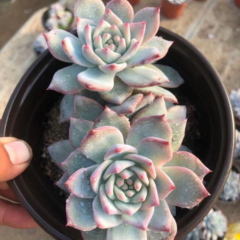 厚叶蓝鸟多肉植物花卉盆栽批发室内绿植肉肉植物四季易活
