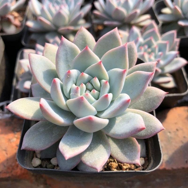 厚叶蓝鸟多肉植物花卉盆栽批发室内绿植肉肉植物四季易活