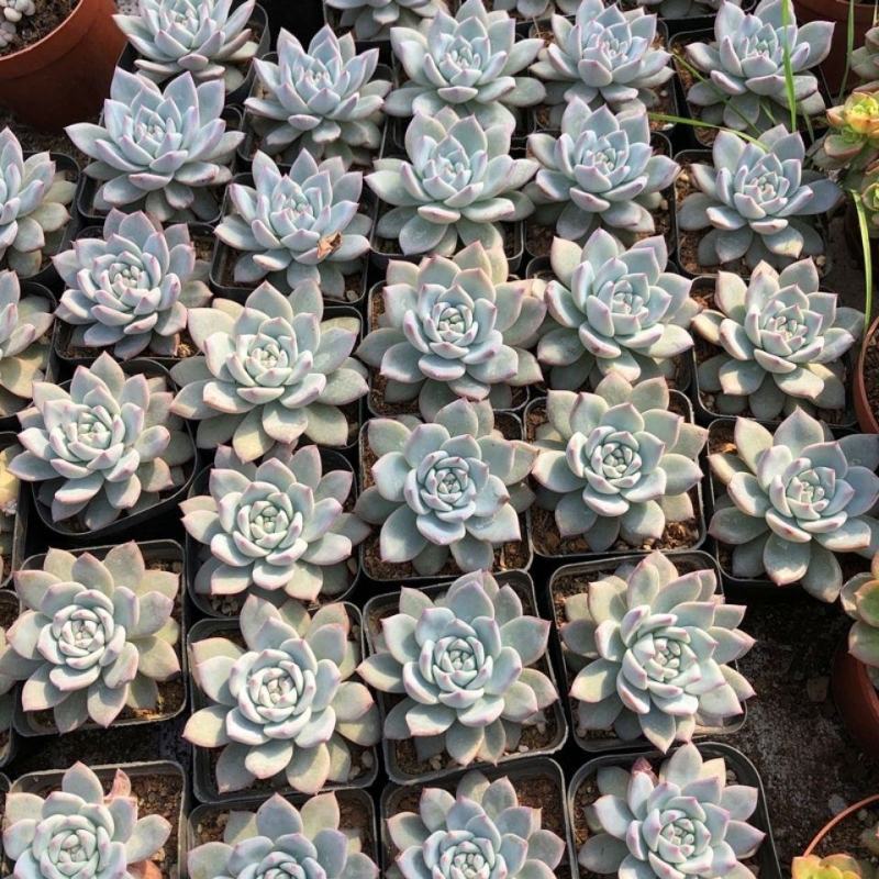 厚叶蓝鸟多肉植物花卉盆栽批发室内绿植肉肉植物四季易活