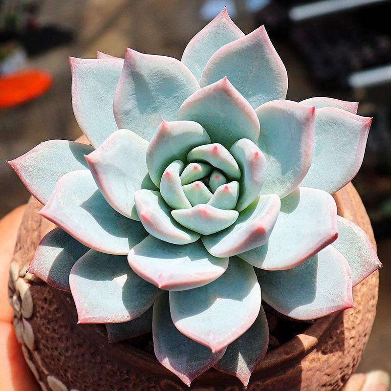 厚叶蓝鸟多肉植物花卉盆栽批发室内绿植肉肉植物四季易活
