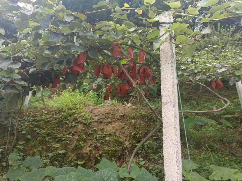 红阳猕猴桃20万斤