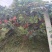 红阳猕猴桃20万斤