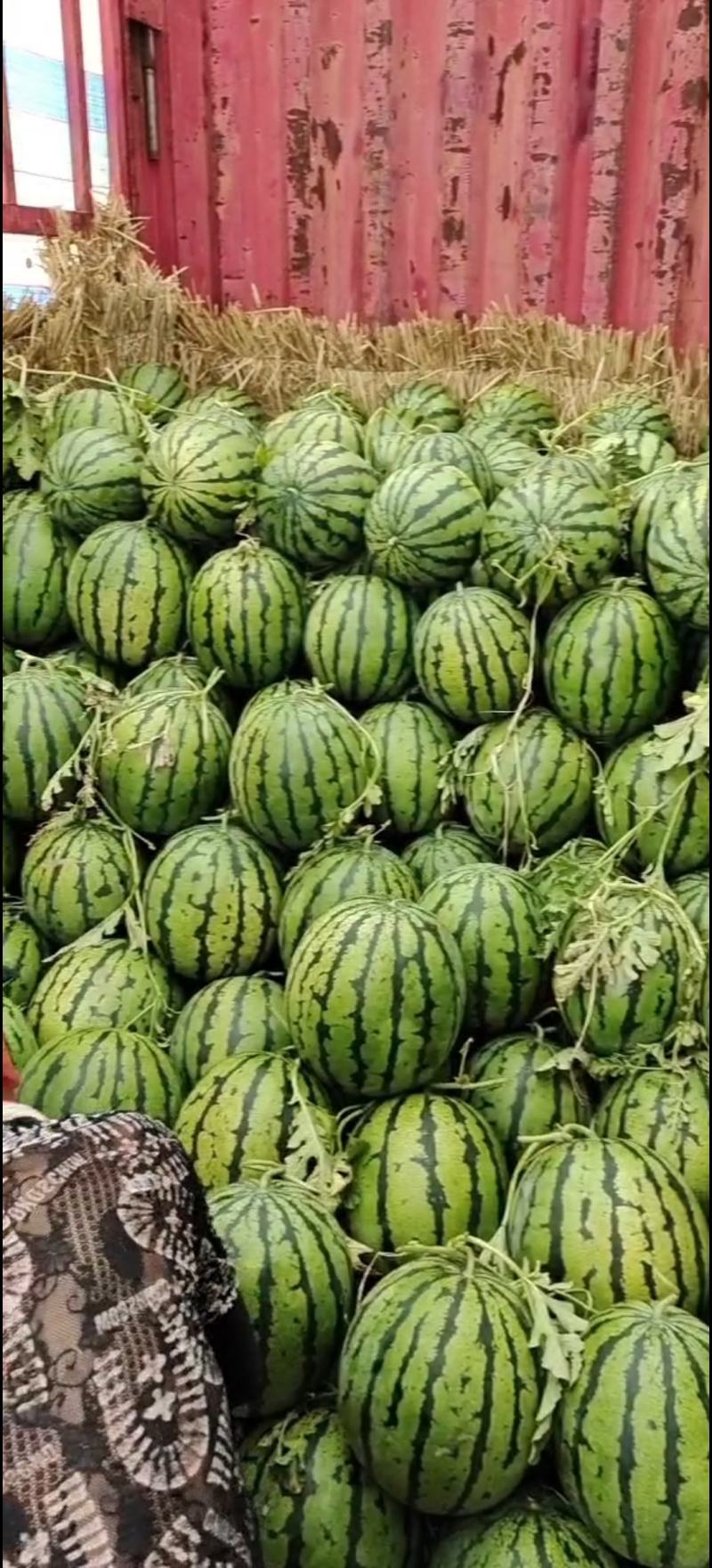 内蒙古通辽市存沙地精品庆红999口感甘甜