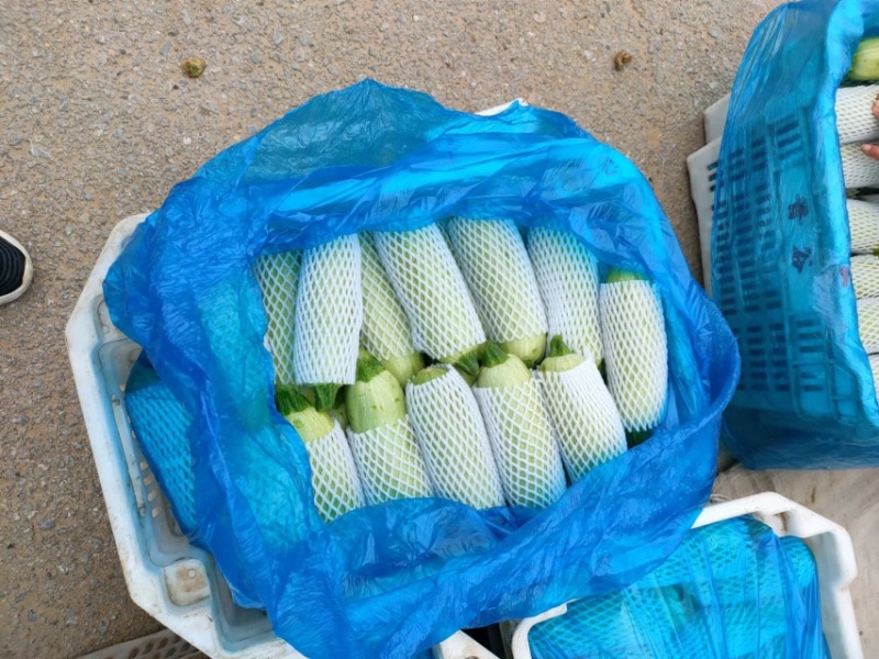 西葫芦大量上市新鲜量大质优产地直供