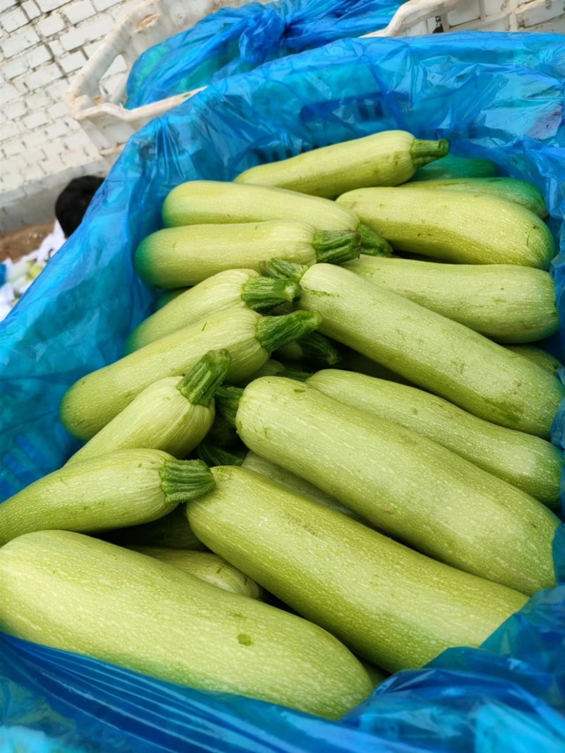 西葫芦大量上市新鲜量大质优产地直供