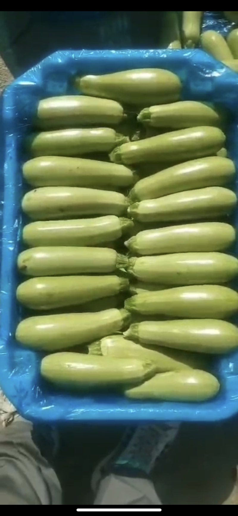 西葫芦大量上市新鲜量大质优产地直供