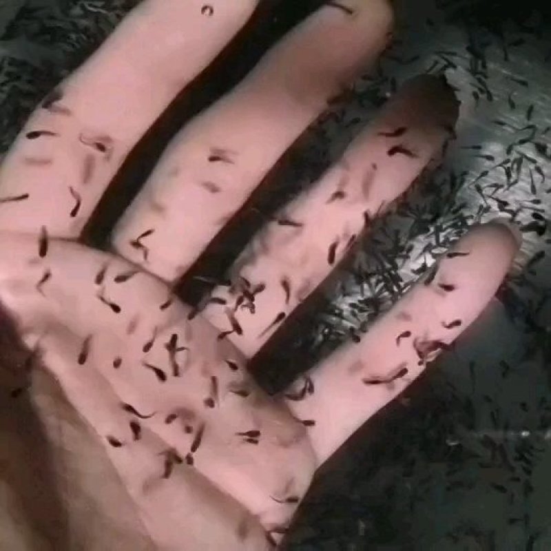 牛蛙苗
