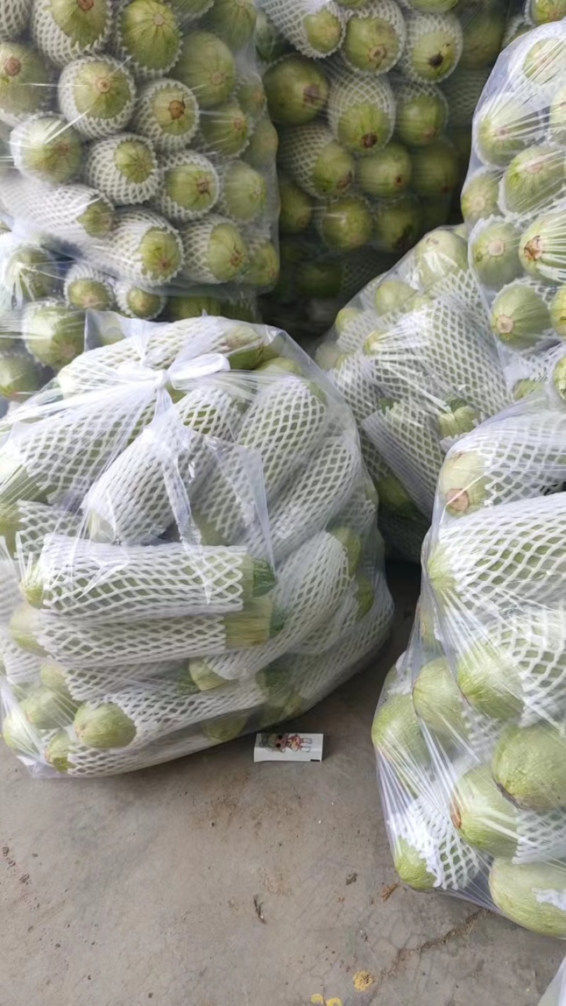西葫芦大量上市新鲜量大质优产地直供
