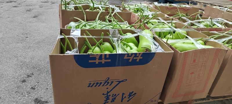 夜开花