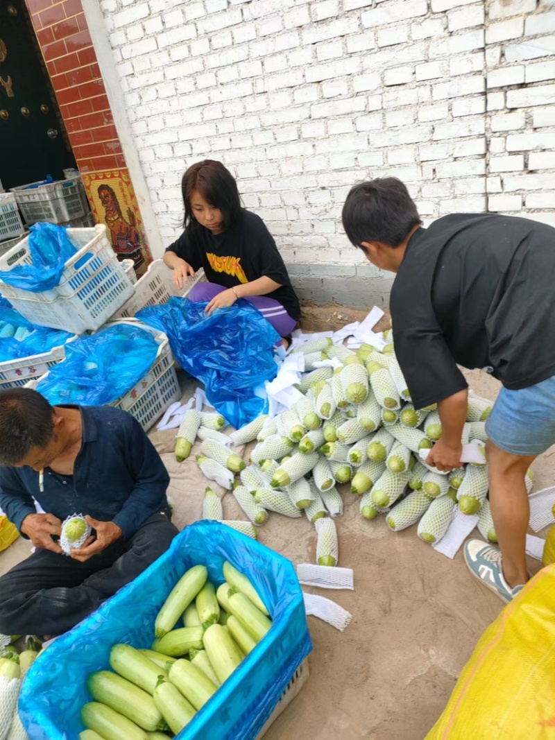 山西西葫芦大量上市货源产地直供品质好
